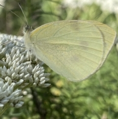 Pieris rapae (Cabbage White) at Kosciuszko National Park - 20 Jan 2022 by Ned_Johnston