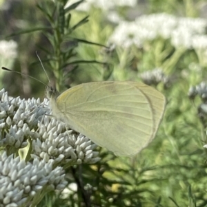 Pieris rapae at Jagungal Wilderness, NSW - 20 Jan 2022