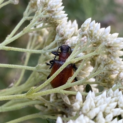 Ecnolagria grandis (Honeybrown beetle) at Jagungal Wilderness, NSW - 20 Jan 2022 by NedJohnston