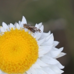 Tephritidae sp. (family) (Unidentified Fruit or Seed fly) at Molonglo River Reserve - 27 Sep 2021 by Tammy