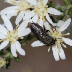 Stomorhina sp. (genus) (Snout fly) at Cook, ACT - 12 Sep 2021 by Tammy