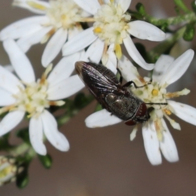 Stomorhina sp. (genus) (Snout fly) at Cook, ACT - 12 Sep 2021 by Tammy