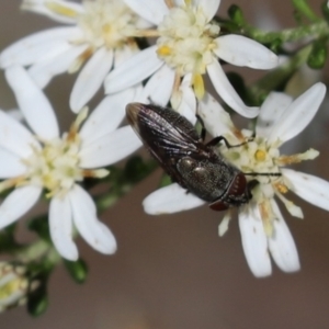 Stomorhina sp. (genus) (Snout fly) at Cook, ACT by Tammy