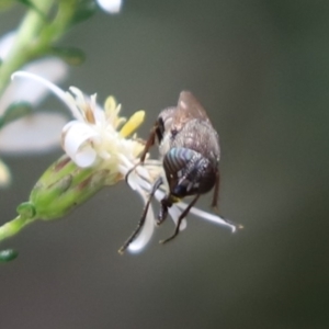 Stomorhina sp. (genus) at Cook, ACT - 12 Sep 2021