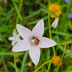 Exoneura sp. (genus) at Pialligo, ACT - 24 Jan 2022