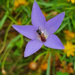 Exoneura sp. (genus) at Pialligo, ACT - 24 Jan 2022