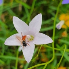 Exoneura sp. (genus) at Pialligo, ACT - 24 Jan 2022