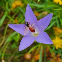 Exoneura sp. (genus) at Pialligo, ACT - 24 Jan 2022