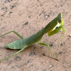 Orthodera ministralis (Green Mantid) at Jerrabomberra, NSW - 24 Jan 2022 by SteveBorkowskis