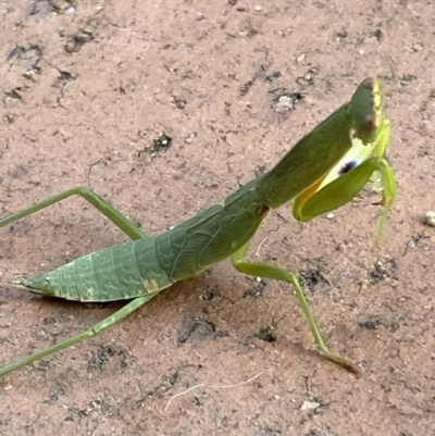 Orthodera ministralis (Green Mantid) at Jerrabomberra, NSW - 24 Jan 2022 by SteveBorkowskis