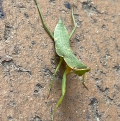 Orthodera ministralis at Jerrabomberra, NSW - 24 Jan 2022