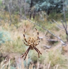 Backobourkia sp. (genus) (An orb weaver) at Pialligo, ACT - 24 Jan 2022 by Helberth