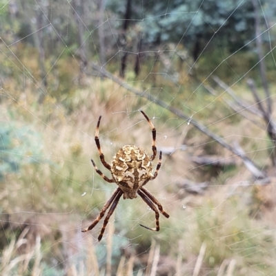 Backobourkia (genus) (An orb weaver) at Pialligo, ACT - 24 Jan 2022 by Helberth