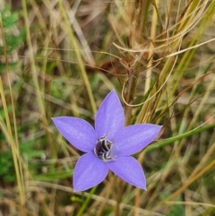 Lasioglossum (Chilalictus) sp. (genus & subgenus) (Halictid bee) at Campbell, ACT - 24 Jan 2022 by Helberth