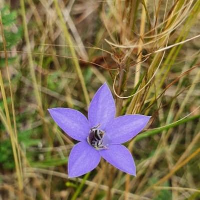 Lasioglossum (Chilalictus) sp. (genus & subgenus) (Halictid bee) at Campbell, ACT - 24 Jan 2022 by Helberth