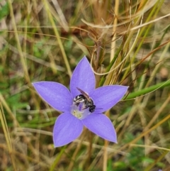 Lasioglossum (Chilalictus) sp. (genus & subgenus) at Campbell, ACT - 24 Jan 2022 02:43 PM