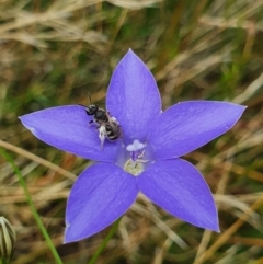 Lasioglossum (Chilalictus) sp. (genus & subgenus) at Campbell, ACT - 24 Jan 2022 02:43 PM