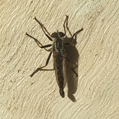 Cerdistus sp. (genus) (Yellow Slender Robber Fly) at Mount Ainslie to Black Mountain - 24 Jan 2022 by LD12