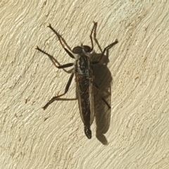Cerdistus sp. (genus) (Robber fly) at Lake Burley Griffin West - 24 Jan 2022 by LD12