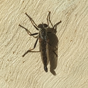 Cerdistus sp. (genus) (Robber fly) at Acton, ACT by LD12