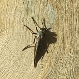 Cerdistus sp. (genus) at Acton, ACT - 24 Jan 2022 05:59 PM