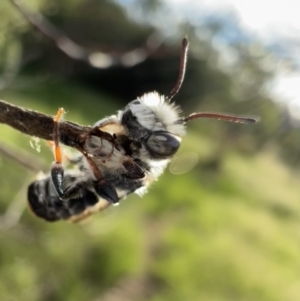 Megachile ferox (Resin bee) at Murrumbateman, NSW by SimoneC