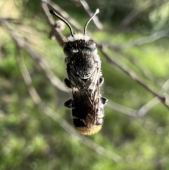 Megachile ferox at Murrumbateman, NSW - 24 Jan 2022