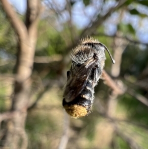 Megachile ferox at Murrumbateman, NSW - 24 Jan 2022