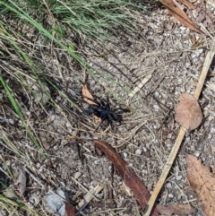 Unidentified Trapdoor, Funnelweb or Mouse spider (Mygalomorphae) at Cotter River, ACT - 23 Jan 2022 by Jgum