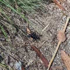 Unidentified Trapdoor, Funnelweb & Mouse spider (Mygalomorphae) (TBC) at Cotter River, ACT - 23 Jan 2022 by Jgum