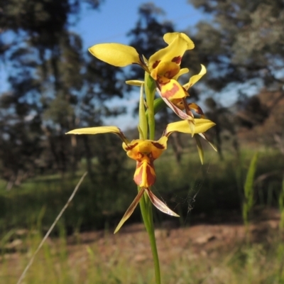 Diuris sulphurea (Tiger Orchid) at Tennent, ACT - 9 Nov 2021 by member211