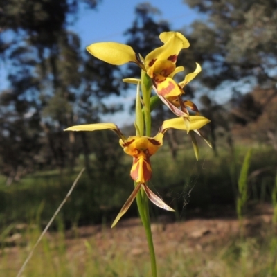 Diuris sulphurea (Tiger Orchid) at Namadgi National Park - 9 Nov 2021 by member211