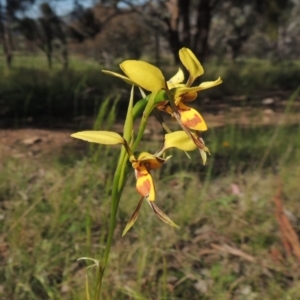 Diuris sulphurea at Tennent, ACT - 9 Nov 2021