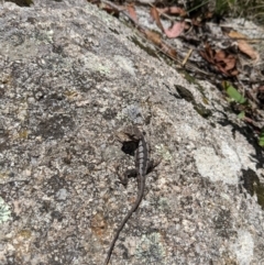 Rankinia diemensis (Mountain Dragon) at Cotter River, ACT - 23 Jan 2022 by Jgum