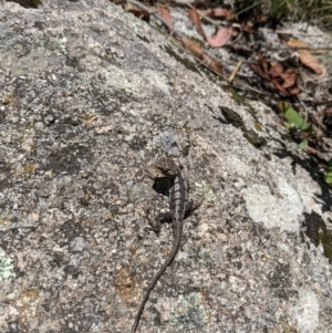 Rankinia diemensis at Cotter River, ACT - 23 Jan 2022