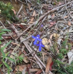 Lobelia dentata/gibbosa (Lobelia dentata or gibbosa) at Cotter River, ACT - 11 Jan 2022 by Jgum