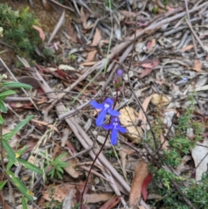 Lobelia dentata/gibbosa at Cotter River, ACT - 11 Jan 2022