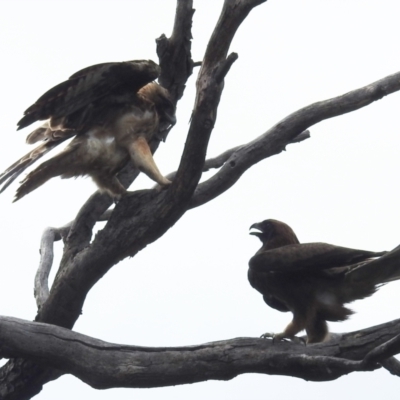 Hieraaetus morphnoides (Little Eagle) at Acton, ACT - 23 Jan 2022 by HelenCross