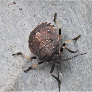 Dictyotus conspicuus at Wanniassa, ACT - 24 Jan 2022