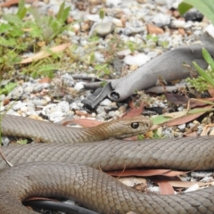 Pseudonaja textilis (Eastern Brown Snake) at Acton, ACT - 23 Jan 2022 by HelenCross
