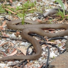 Pseudonaja textilis at Acton, ACT - 24 Jan 2022 10:53 AM