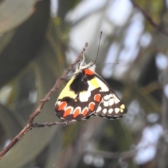 Delias aganippe (Spotted Jezebel) at Stromlo, ACT - 24 Jan 2022 by HelenCross