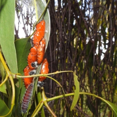 Delias harpalyce (Imperial Jezebel) at Stromlo, ACT - 24 Jan 2022 by HelenCross