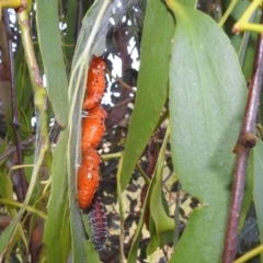 Delias harpalyce at Stromlo, ACT - 24 Jan 2022