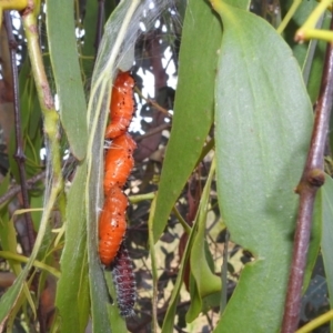 Delias harpalyce at Stromlo, ACT - 24 Jan 2022