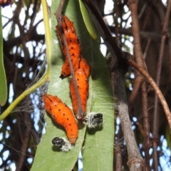 Delias harpalyce at Stromlo, ACT - 24 Jan 2022