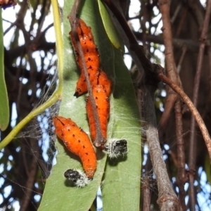 Delias harpalyce at Stromlo, ACT - 24 Jan 2022