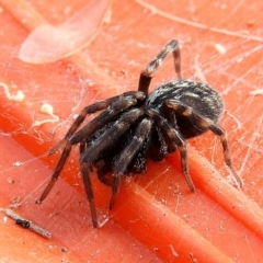 Badumna (genus) (Lattice-web spider) at Crooked Corner, NSW - 23 Jan 2022 by Milly