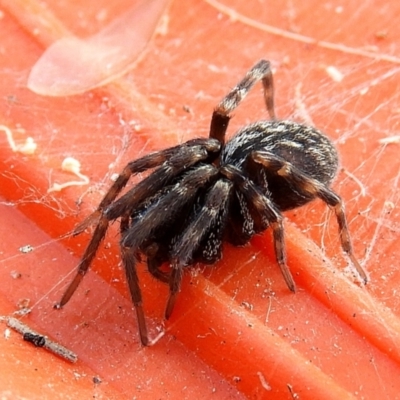 Badumna (genus) (Lattice-web spider) at Crooked Corner, NSW - 23 Jan 2022 by Milly