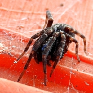 Badumna sp. (genus) at Crooked Corner, NSW - 23 Jan 2022